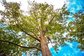 Best Utility Line Clearance  in Glen Head, NY