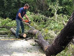 Best Hedge Trimming  in Glen Head, NY