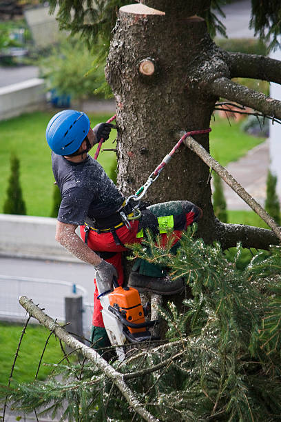 Best Hazardous Tree Removal  in Glen Head, NY