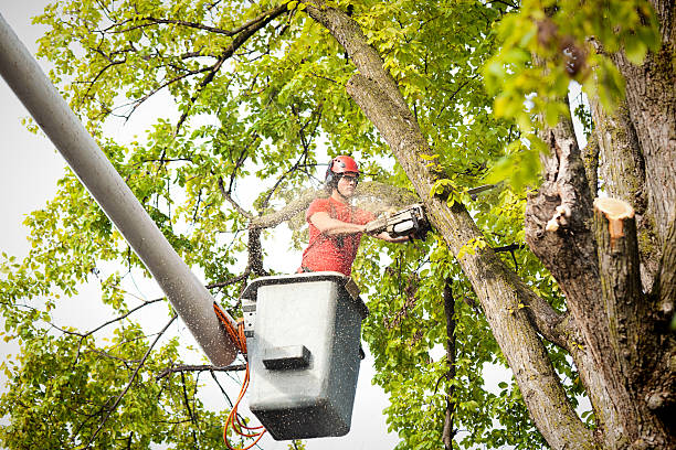 Best Arborist Consultation Services  in Glen Head, NY