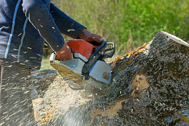 Best Fruit Tree Pruning  in Glen Head, NY